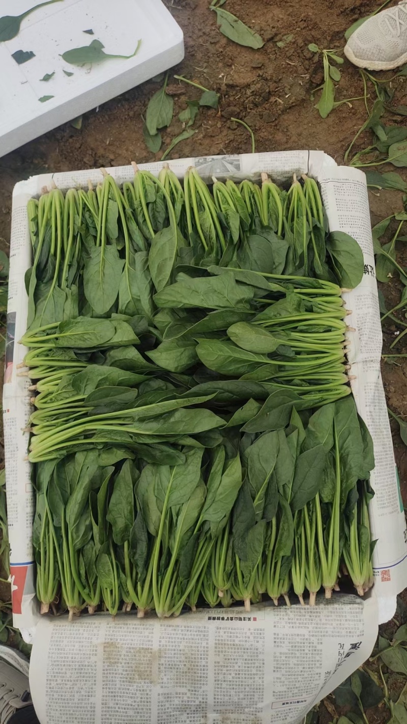 山东省大量现货优质菠菜，产地直发，专业团队，