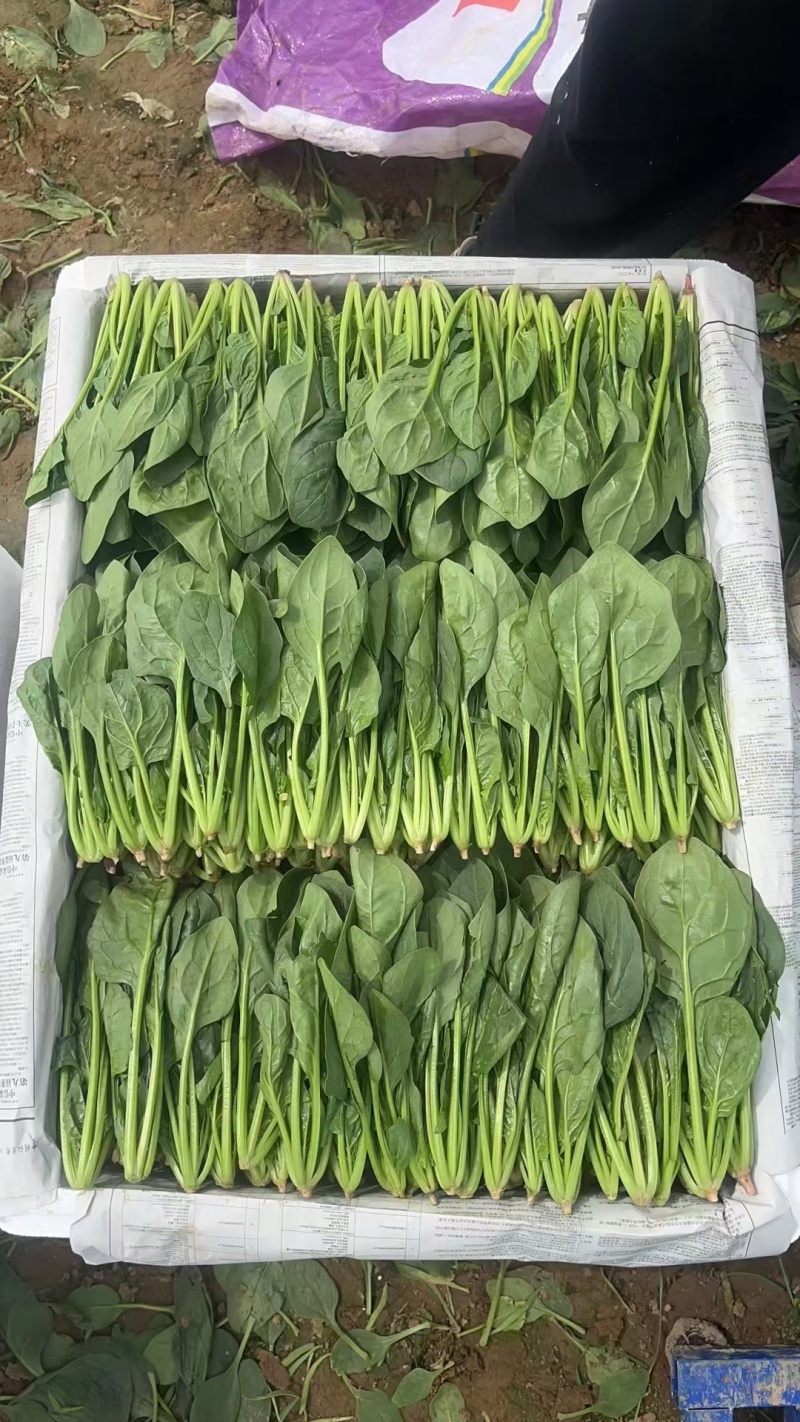 山东省大量现货优质菠菜，产地直发，专业团队，