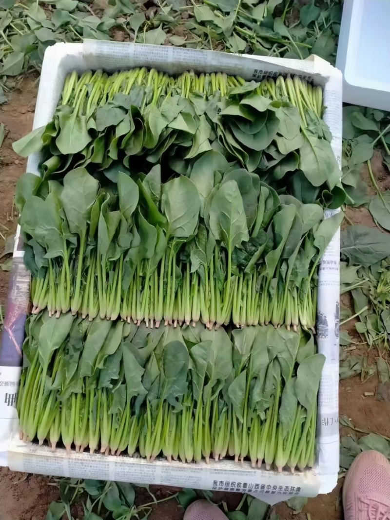 山东省大量现货优质菠菜，产地直发，专业团队，