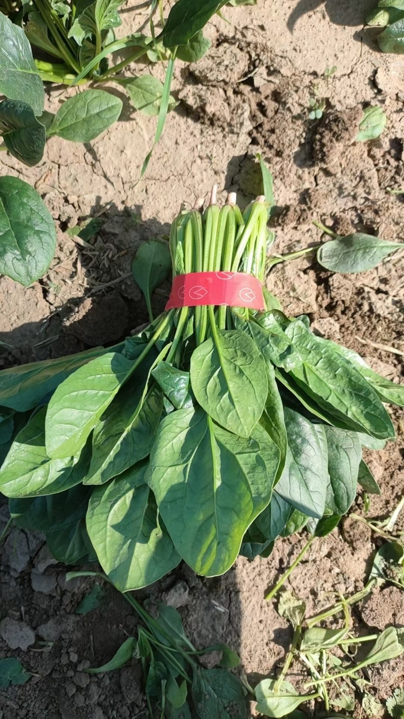山东省大量现货优质菠菜，产地直发，专业团队，