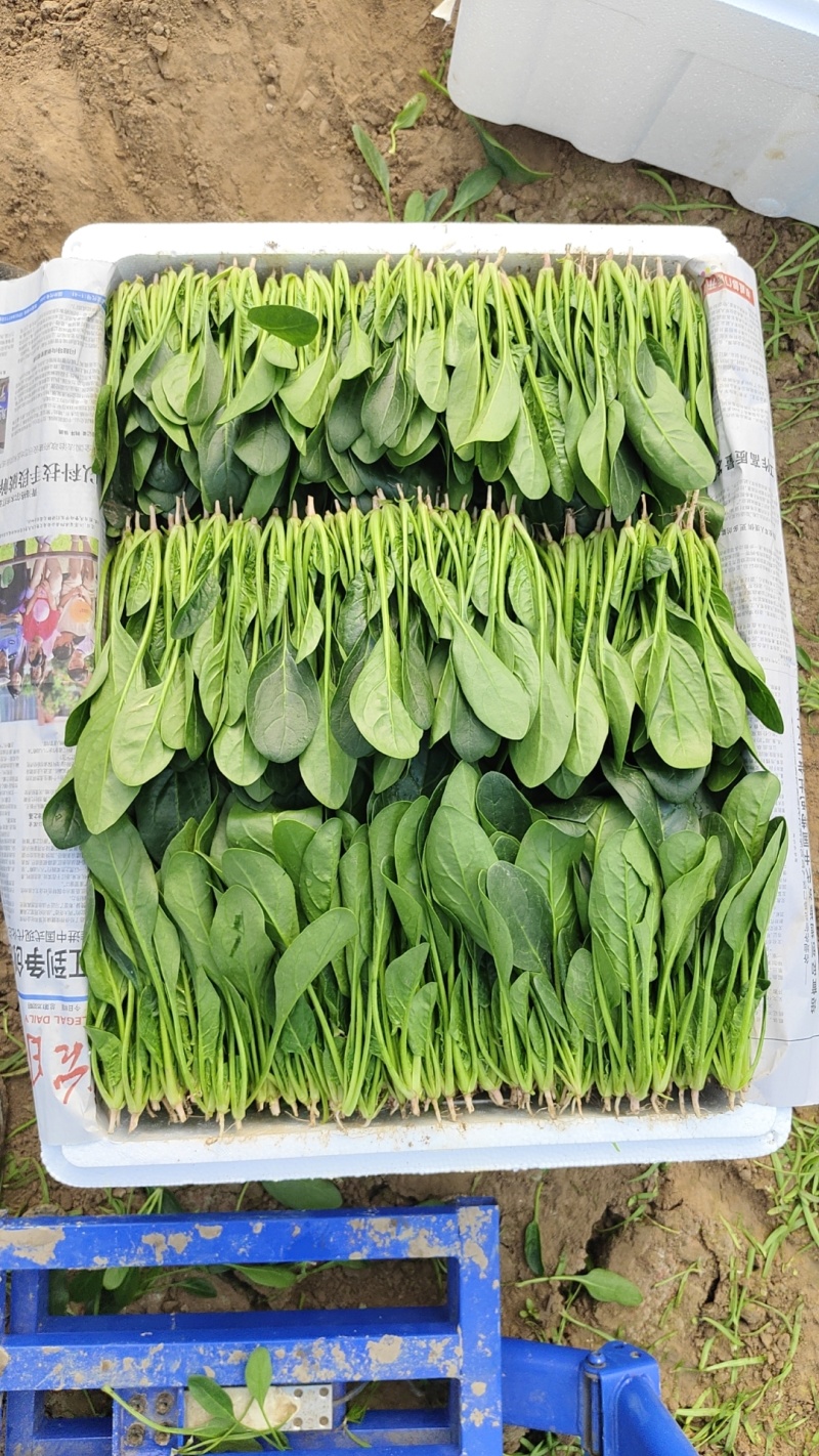 山东省大量现货优质菠菜，产地直发，专业团队，