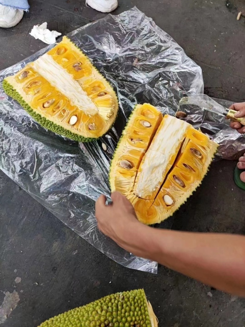 菠萝蜜1号果大量有货需要老板可以来