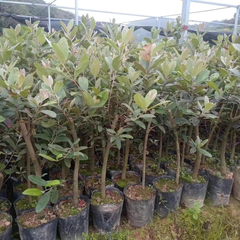 桃金娘苗适合绿化征地，改可以泡酒收到货时有断苗死苗免费补
