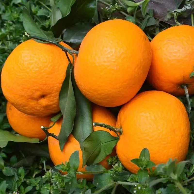 青见柑桔柑橘个大汁水丰富产地直供品质保证欢迎来电咨询