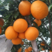 青见柑桔柑橘个大汁水丰富产地直供品质保证欢迎来电咨询