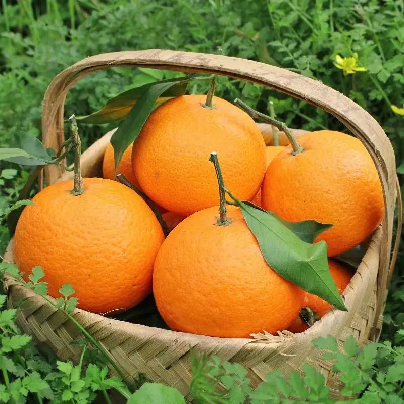 青见柑橘柑桔产地直供全国档口商超社团电商可视频看货