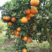 青见柑橘柑桔产地直供全国档口商超社团电商可视频看货