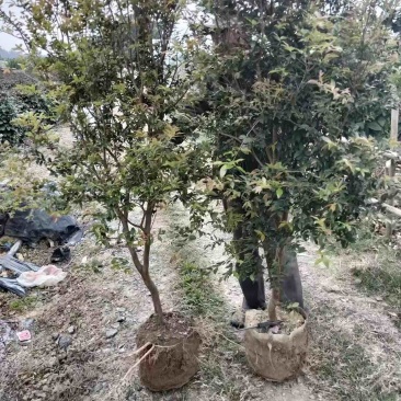 嘉宝果苗基地直供/包成活率包技术指导/死苗断苗免费补发