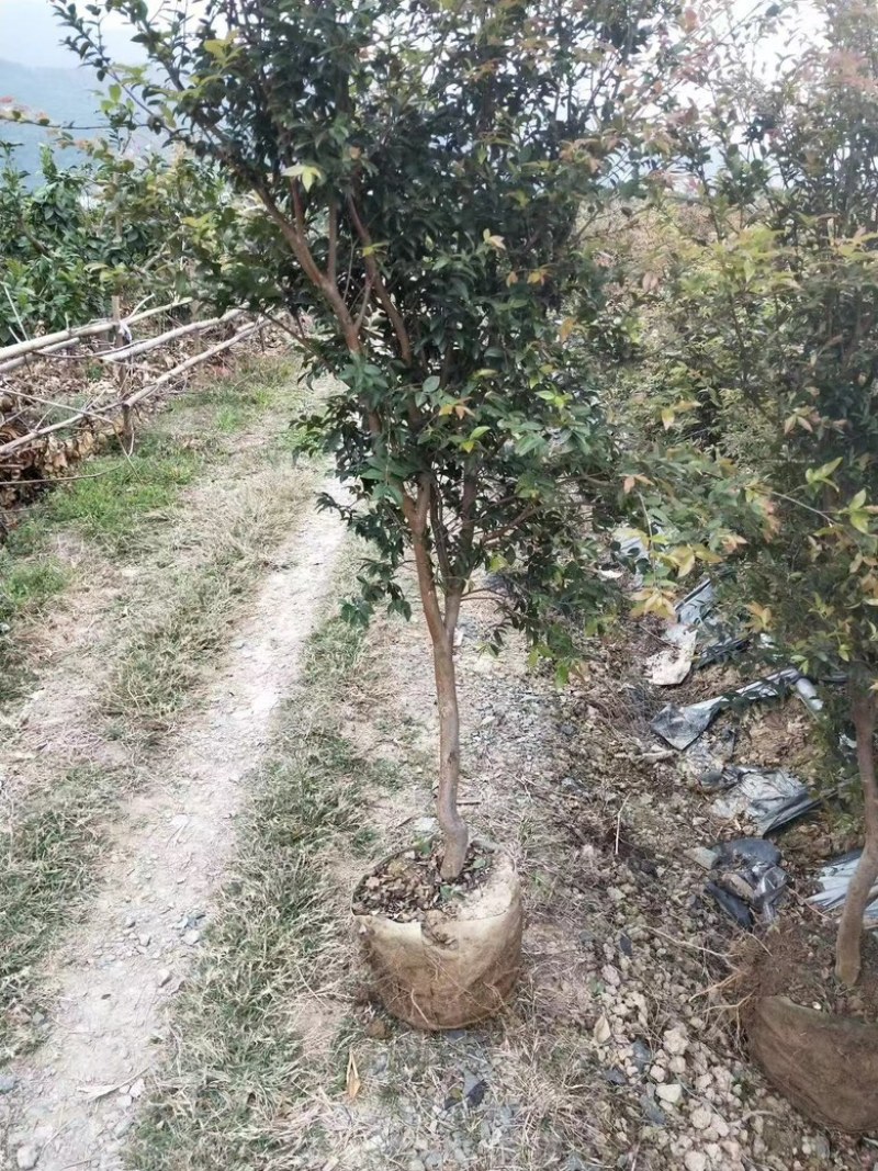 嘉宝果苗基地直供/包成活率包技术指导/死苗断苗免费补发