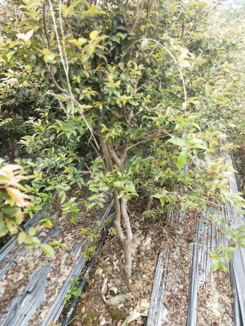 嘉宝果苗基地直供/包成活率包技术指导/死苗断苗免费补发