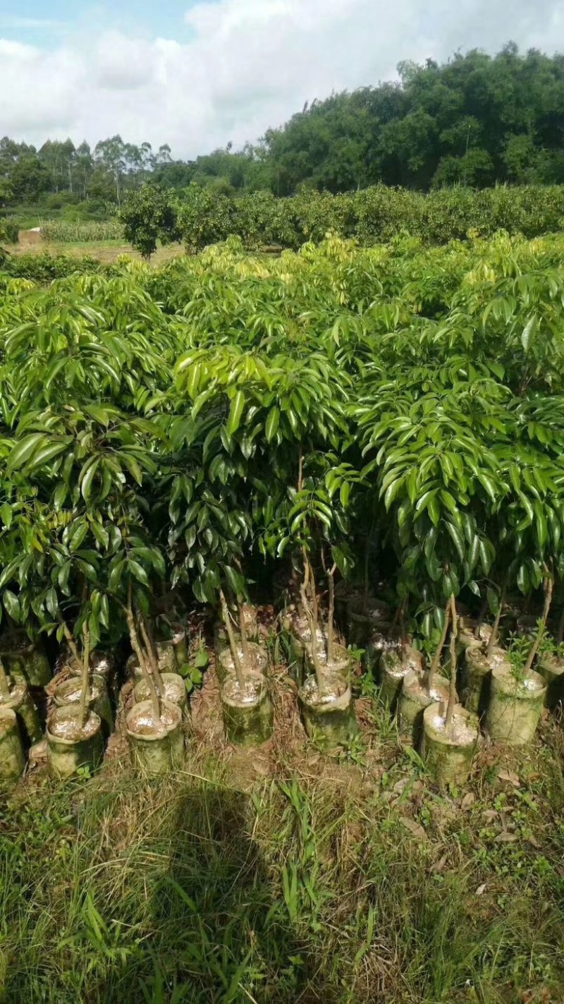 荔枝苗基地直供/包成活率包技术指导/死苗断苗免费补发