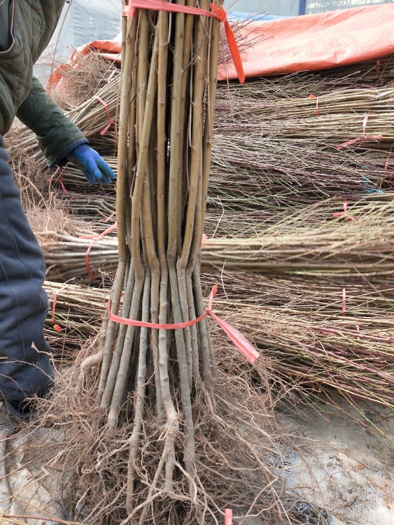 山东桃树精品桃树苗基地种植现挖现发成活率高有售后