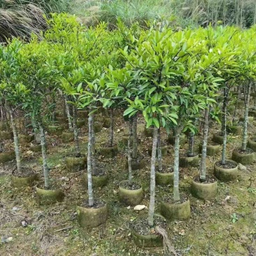 岭南山竹子苗泰国山竹苗圃直销包技术指导