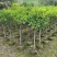 岭南山竹子苗泰国山竹苗圃直销包技术指导