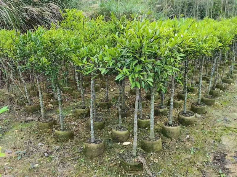 岭南山竹子苗泰国山竹苗圃直销包技术指导