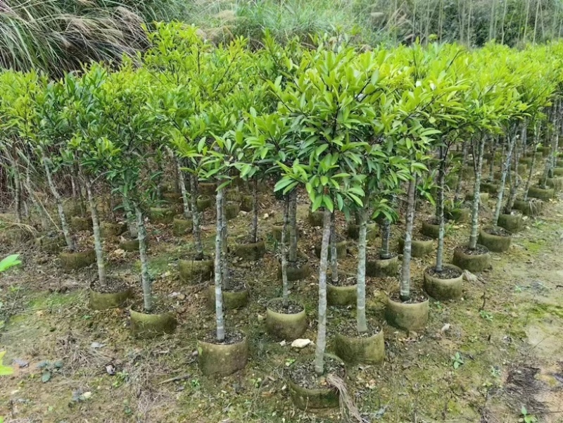 岭南山竹子苗泰国山竹苗圃直销包技术指导