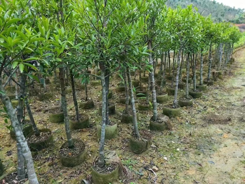 岭南山竹子苗泰国山竹苗圃直销包技术指导