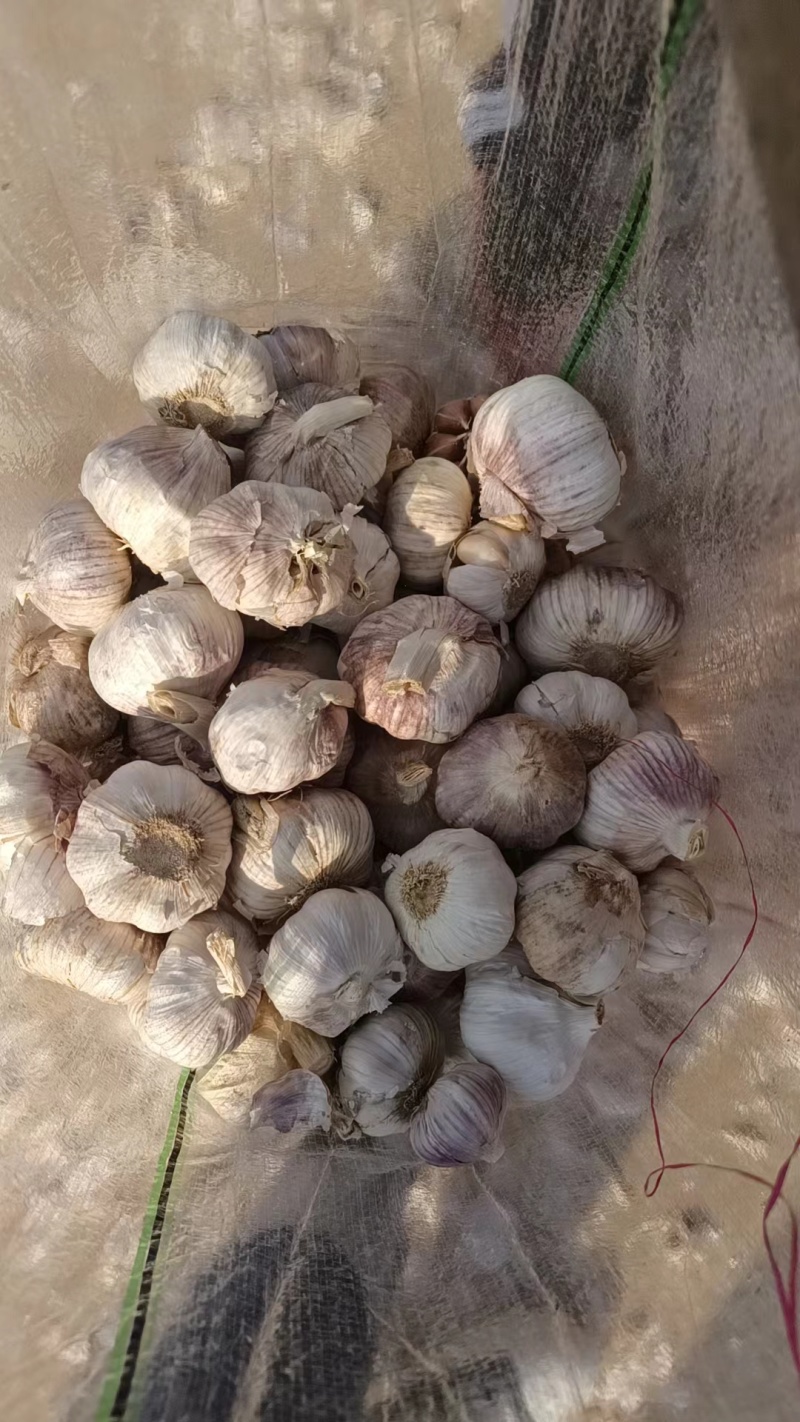 优质紫皮大蒜，一吨起全国发货，客户随到随装。