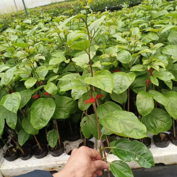 百香果苗当年挂果/24小时内发货种植指导/死苗断苗补发