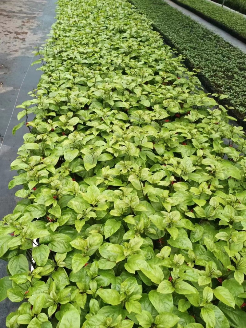 百香果苗当年挂果/24小时内发货种植指导/死苗断苗补发