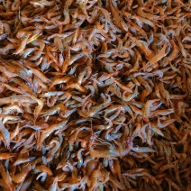 淡水干虾