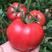 安阳硬粉西红柿大量上市口感好耐运输，一手货源，产地供货