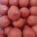 安阳硬粉西红柿大量上市口感好耐运输，一手货源，产地供货