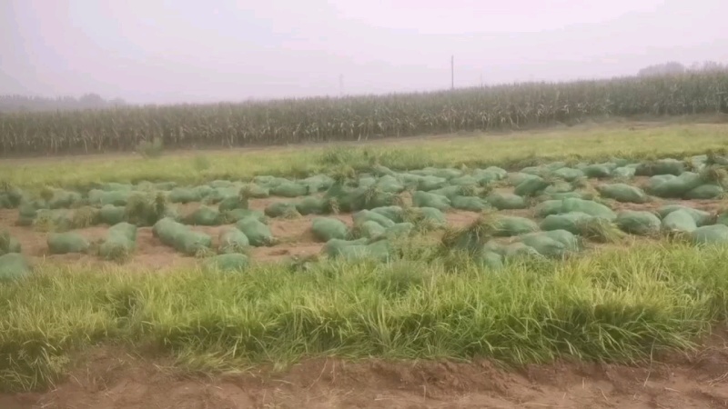 麦冬草.丹麦草园林工程绿化