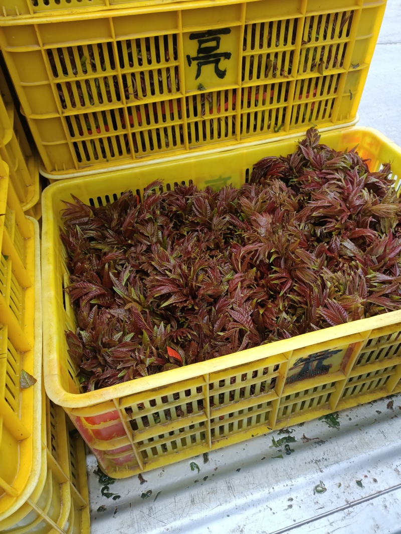 山东省新泰市马家寨子村露天香椿芽