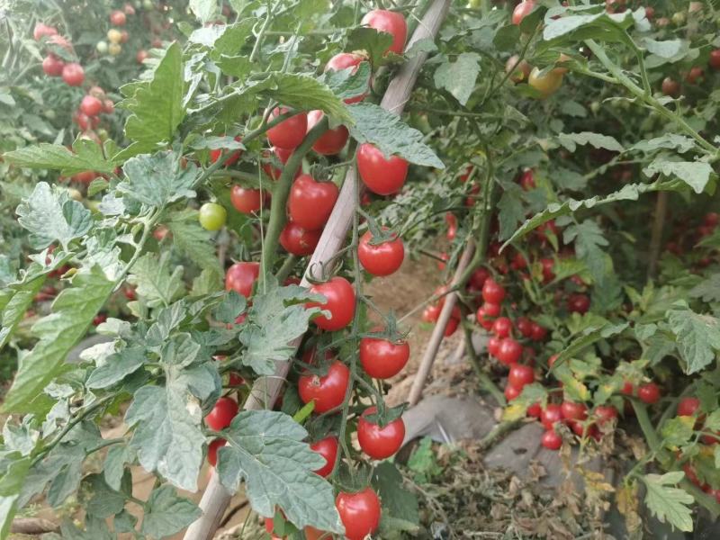 攀枝花高山露天种植千禧果圣女果小番茄一件代发商超供应
