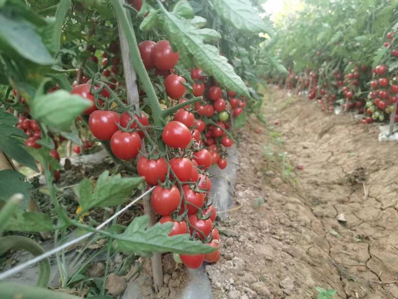 攀枝花高山露天种植千禧果圣女果小番茄一件代发商超供应