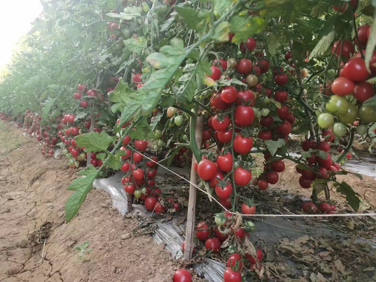 一片绿意盎然的千禧圣女果种植园,果实挂满枝头,农民正在采摘 千禧圣女果果园图