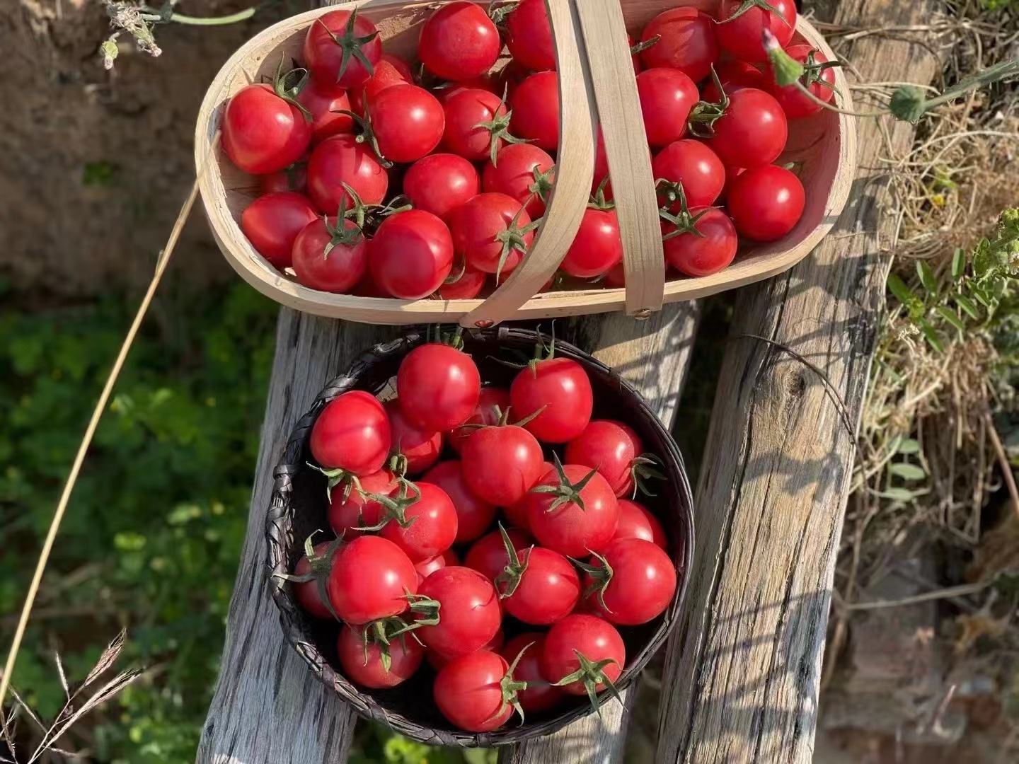 千禧圣女果果篮
