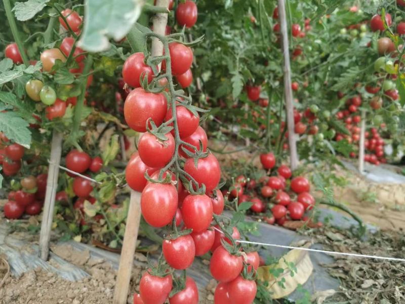 攀枝花高山露天种植千禧果圣女果小番茄一件代发商超供应