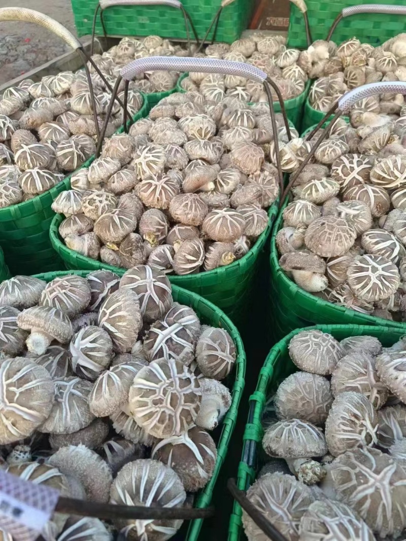 西峡鲜香菇新鲜花菇保鲜菇菜菇生香菇产地直销