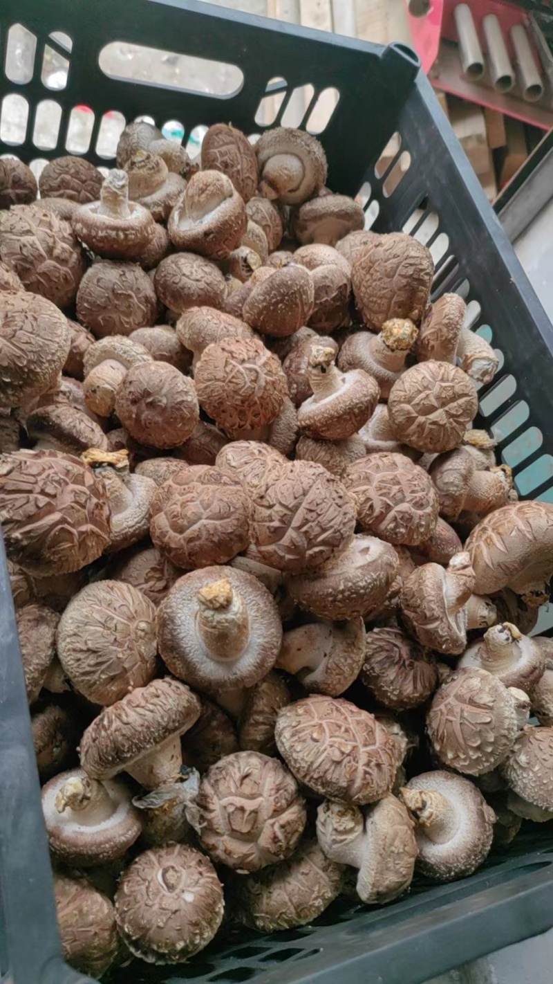 西峡鲜香菇新鲜花菇保鲜菇菜菇生香菇产地直销