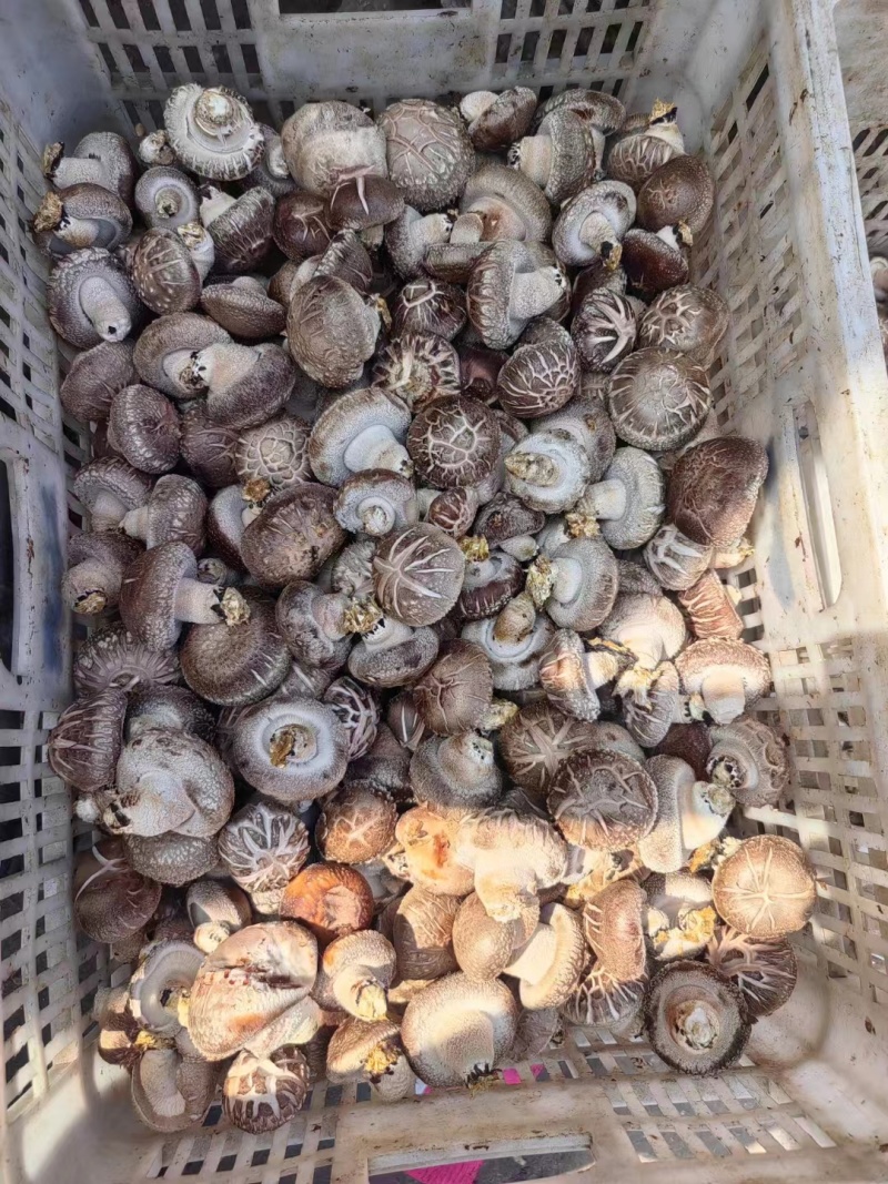 西峡鲜香菇新鲜花菇保鲜菇菜菇生香菇产地直销