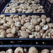 西峡鲜香菇新鲜花菇保鲜菇菜菇生香菇产地直销