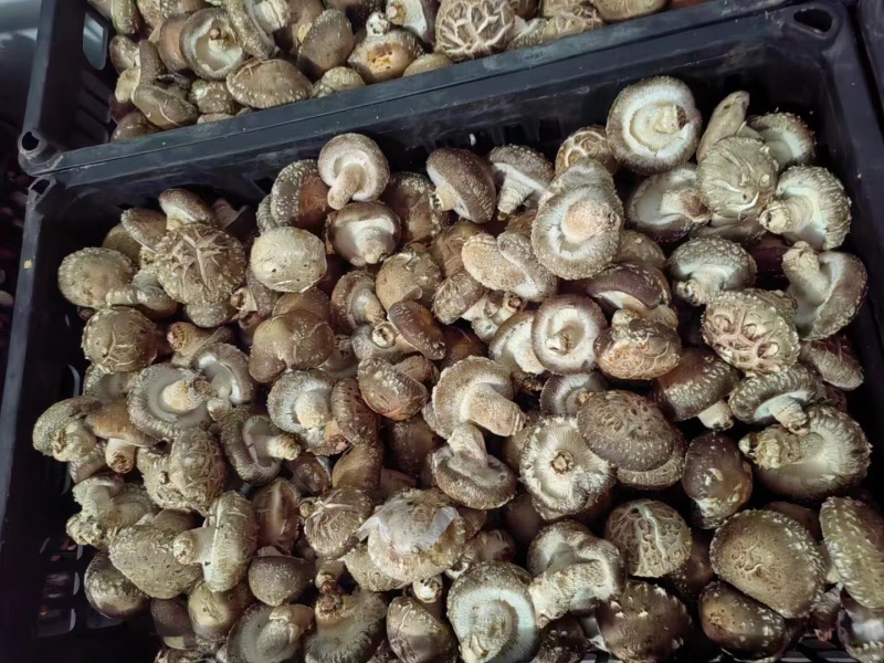 菜菇香菇鲜香菇菜菇产地直发