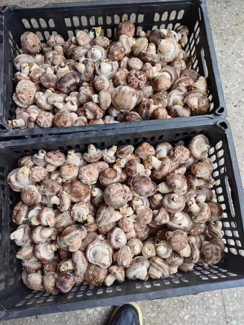 菜菇香菇鲜香菇菜菇产地直发