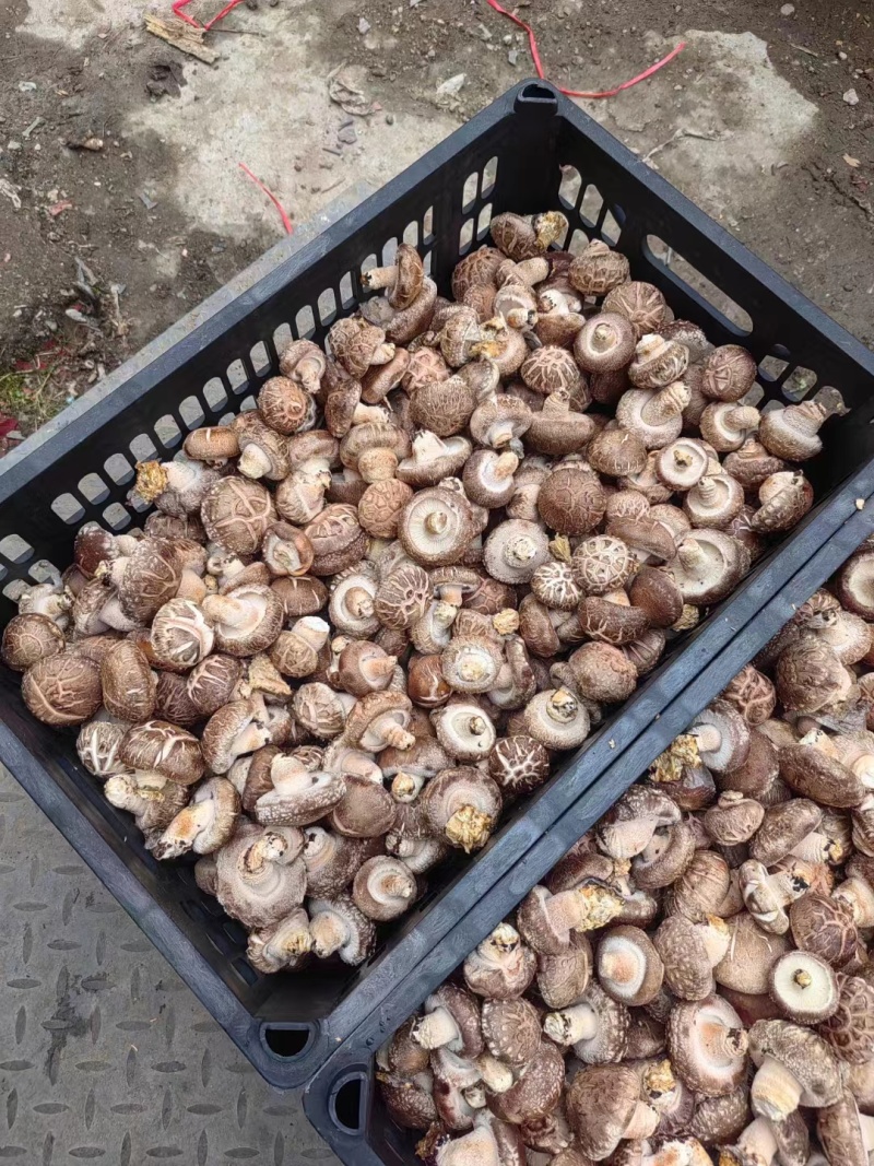 菜菇香菇鲜香菇菜菇产地直发