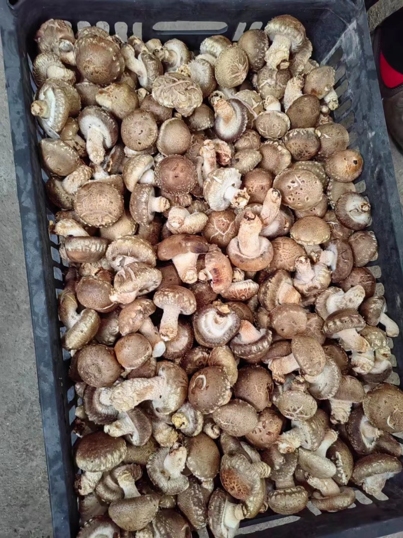 菜菇香菇鲜香菇菜菇产地直发