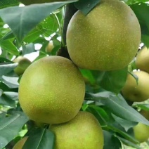 翠冠梨