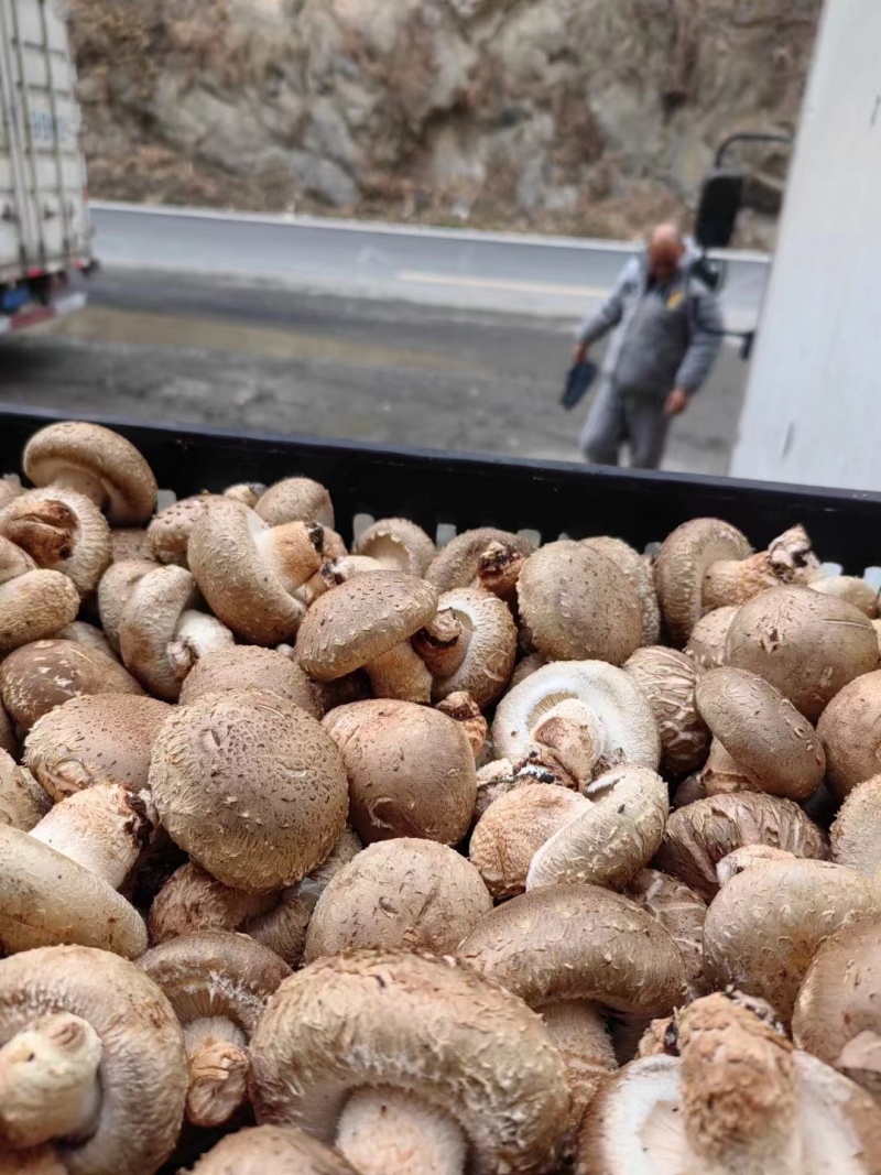 西峡新鲜大香菇白面菇产地直发