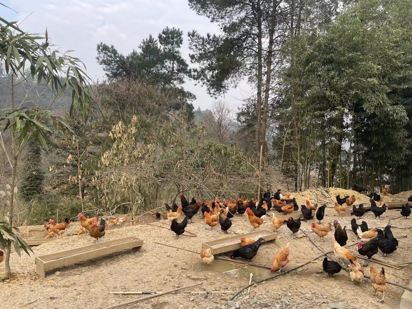 无抗鸡蛋市场销售场景