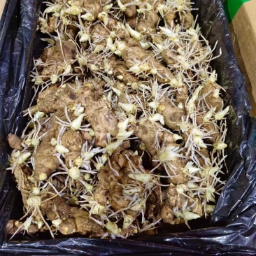 生姜脱毒姜种，产地大量现货，随到随装，支持全国发货