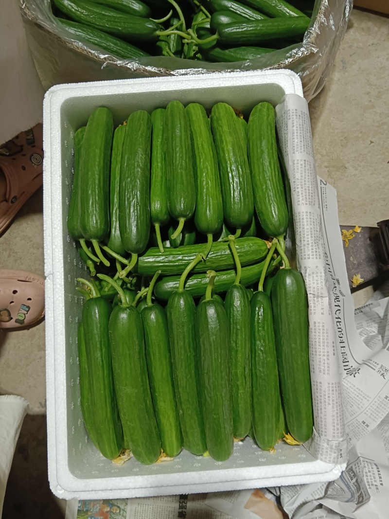 山东孝海文洋精品水果黄瓜百亩基地，全年供应