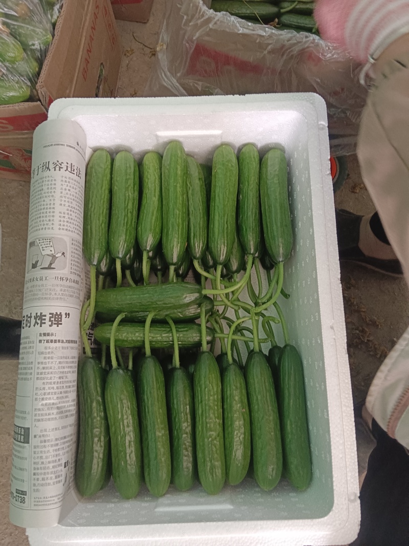 山东孝海文洋精品水果黄瓜百亩基地，全年供应