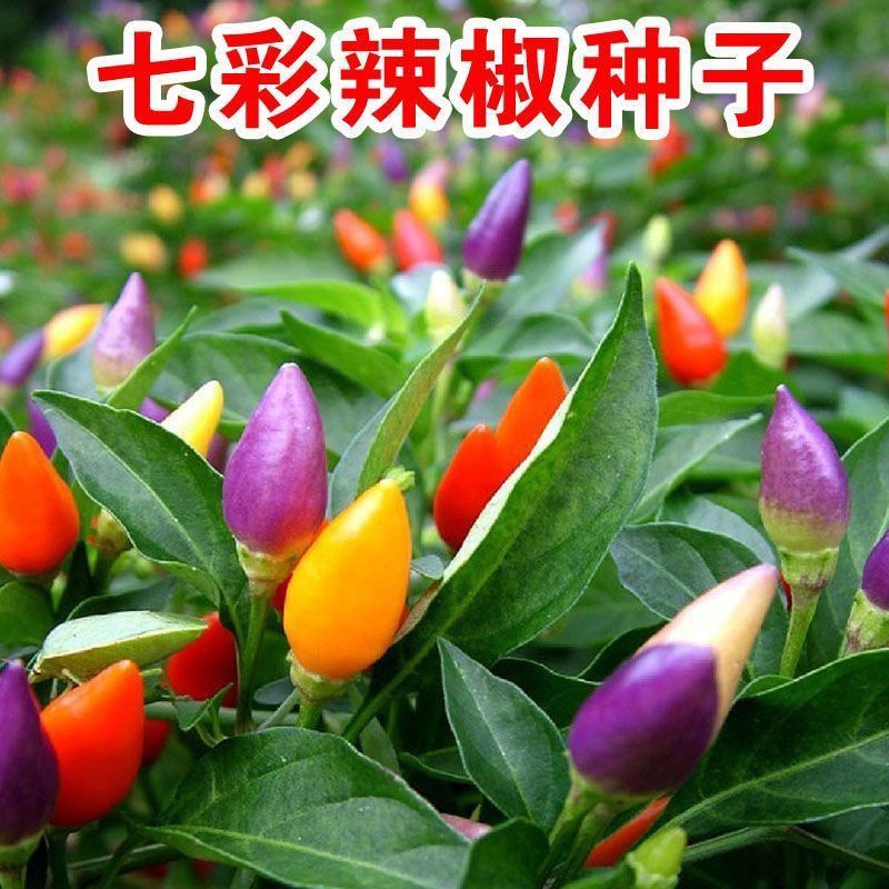 奇彩椒辣椒种子五彩椒七彩椒灯笼椒泡椒大棚阳台盆栽四季蔬菜