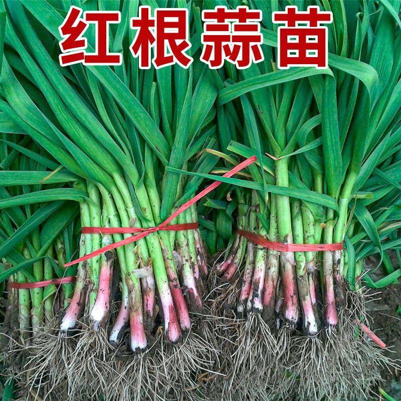 蒜苗，红根蒜苗，大蒜苗